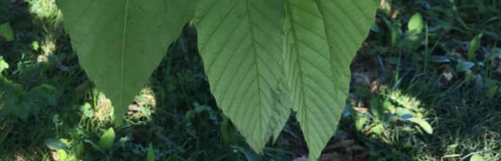 leaves on a tree
