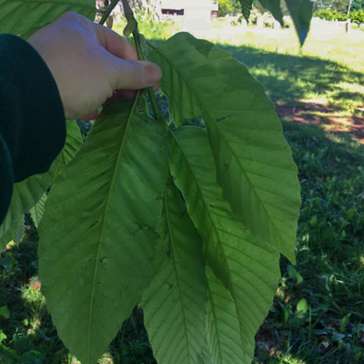 someone holding large leaves