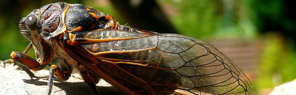 Cicada sitting on a branch
