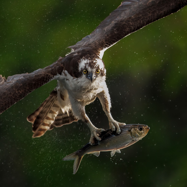 Flying osprey caught a fish in talons