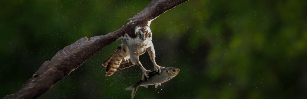 Osprey with fish in talons