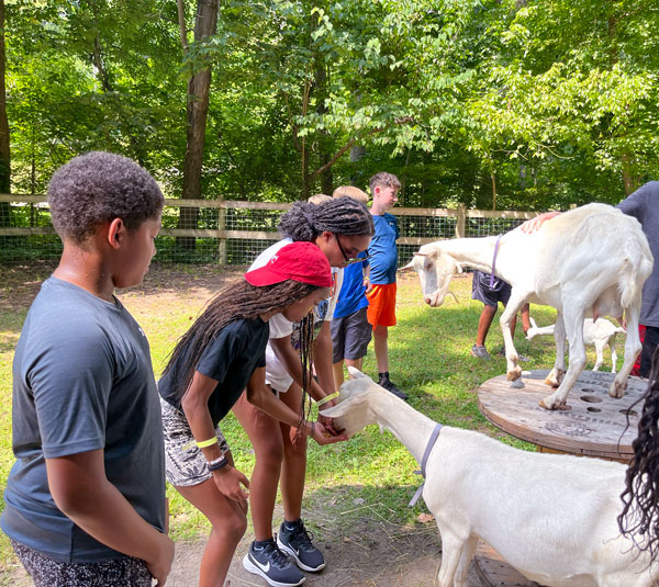 group of youth feeding goats